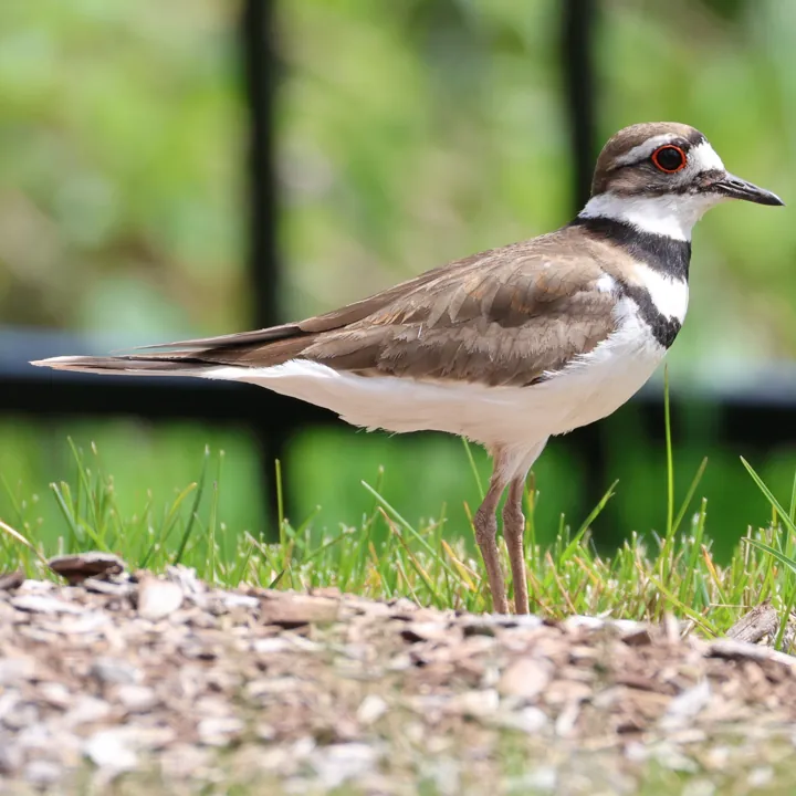 Killdeer