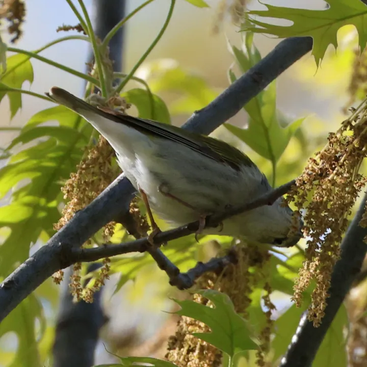 Tennessee Warbler
