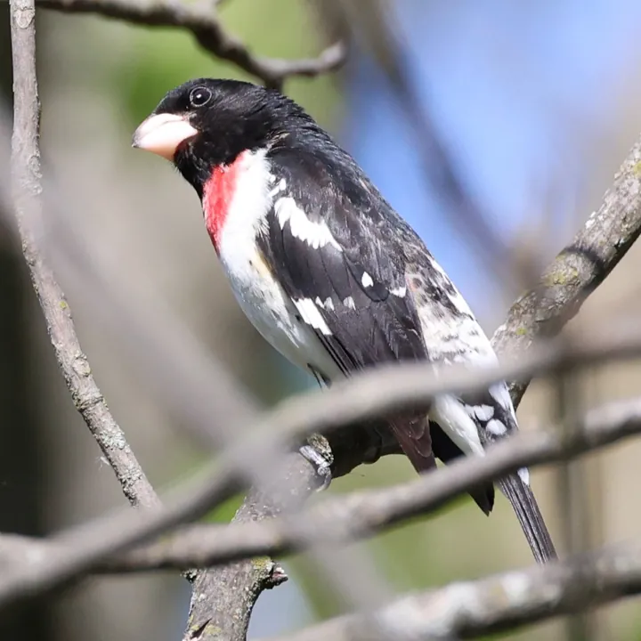 Rose-breasted Grosbeak