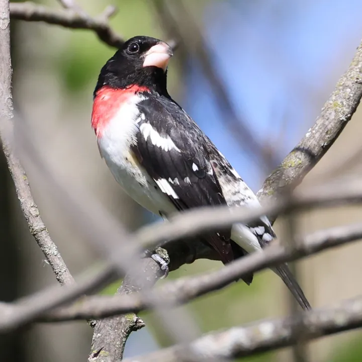 Rose-breasted Grosbeak