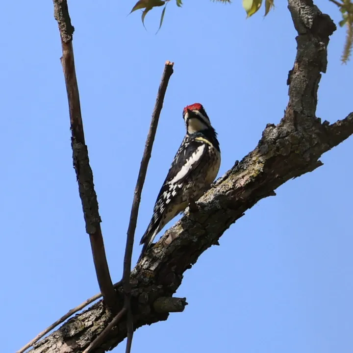 Yellow-bellied Sapsucker