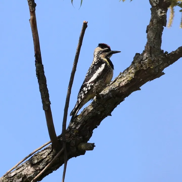 Yellow-bellied Sapsucker