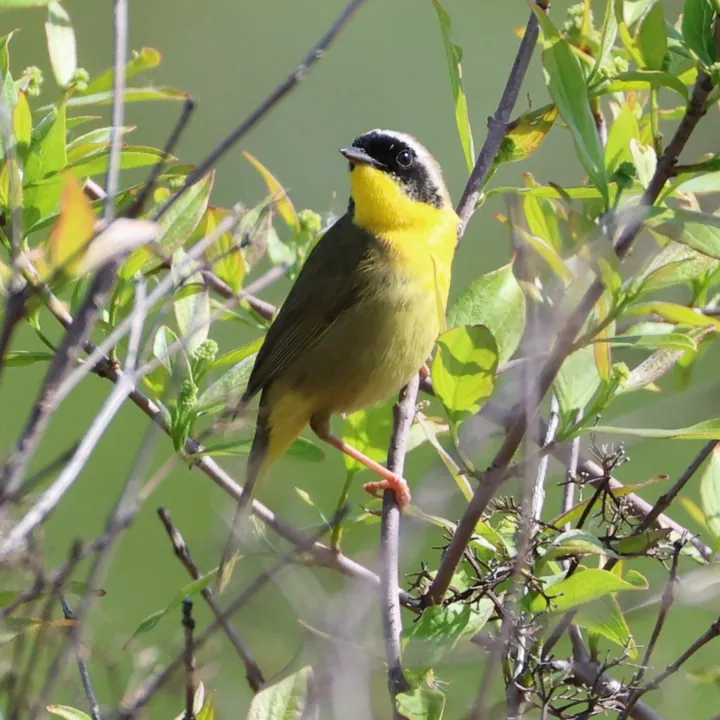 Common Yellowthroat