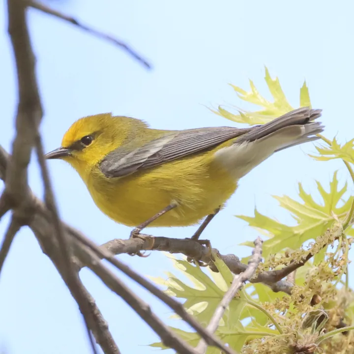 Blue-winged Warbler