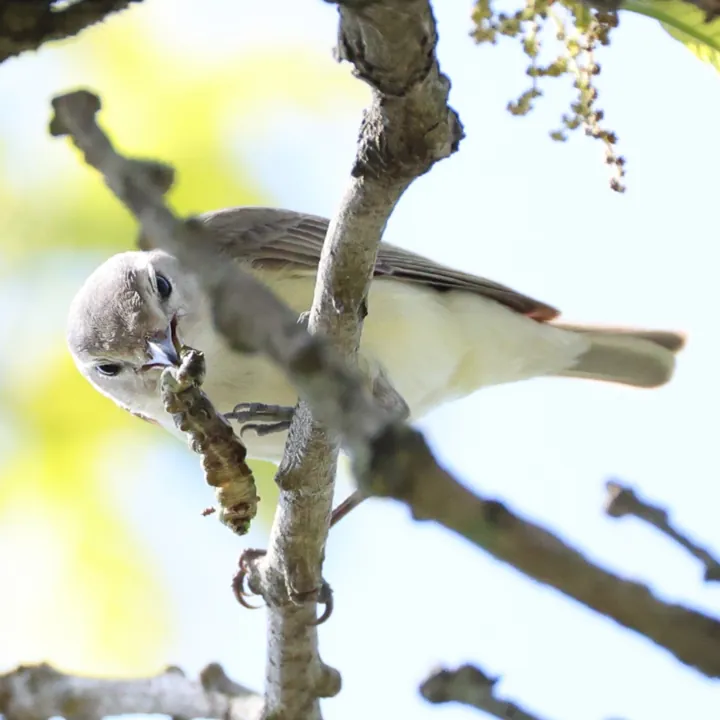 Warbling Vireo