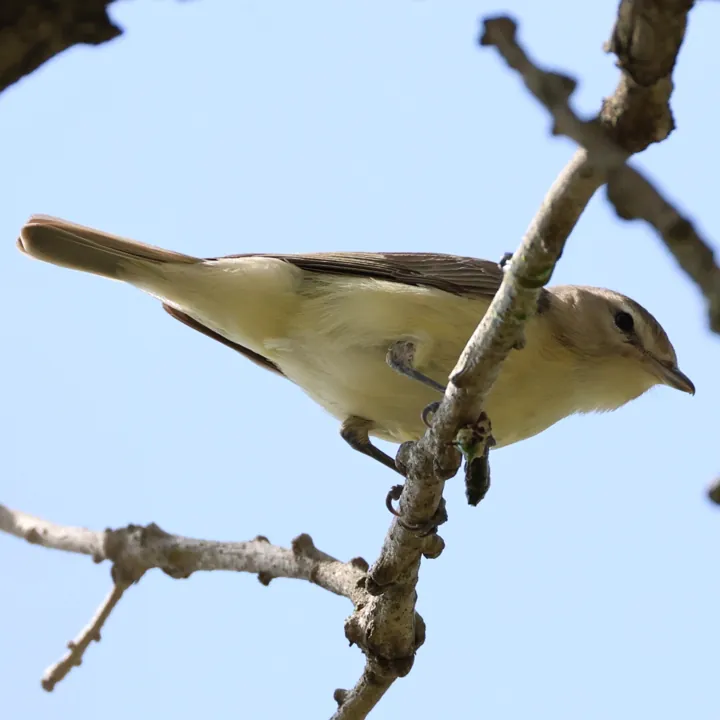Warbling Vireo