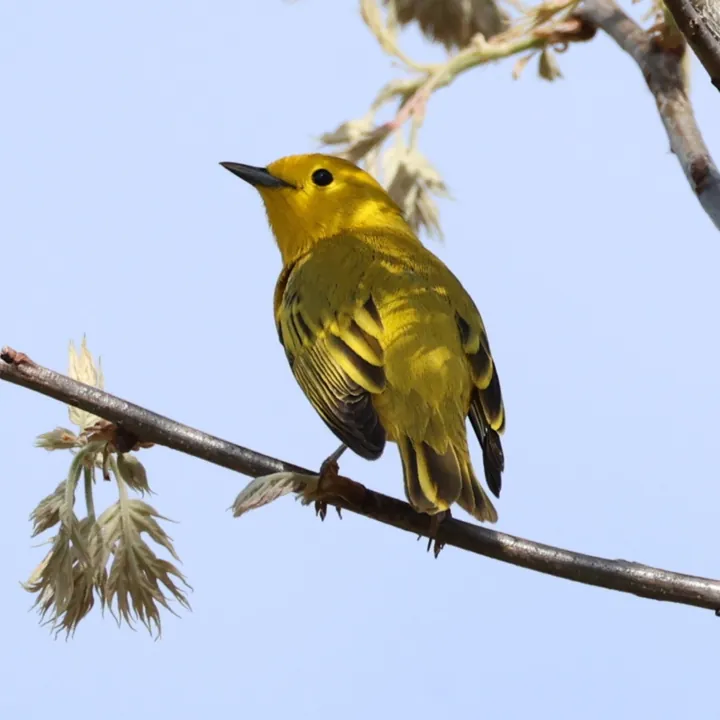Yellow Warbler