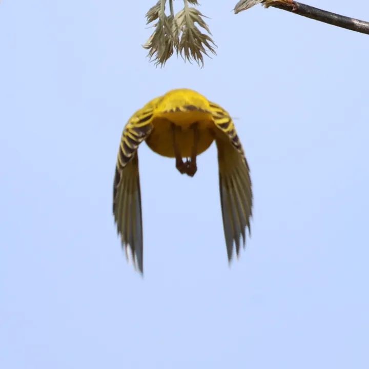 Yellow Warbler