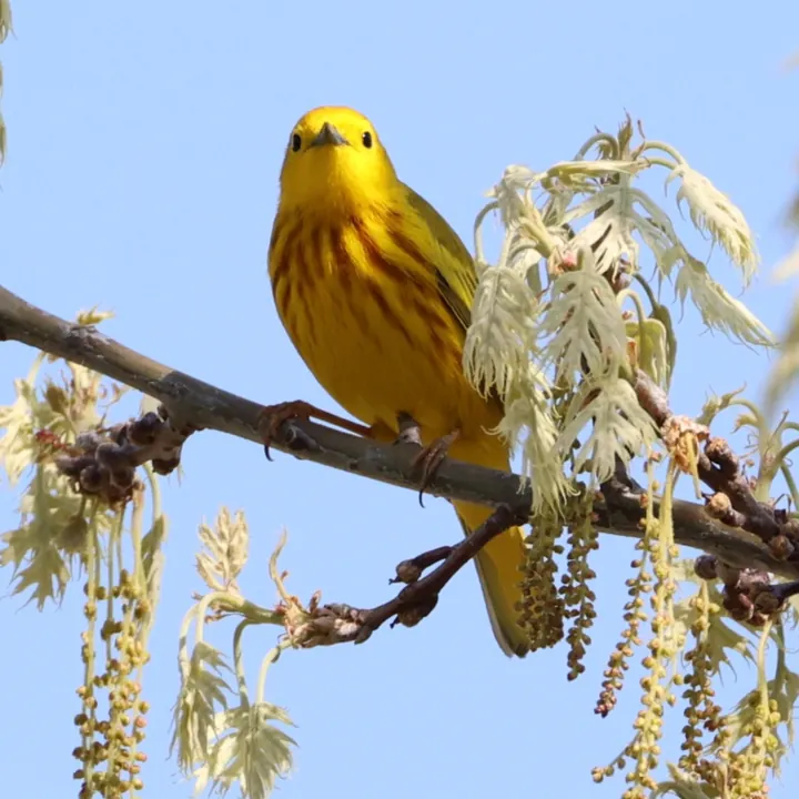 Yellow Warbler