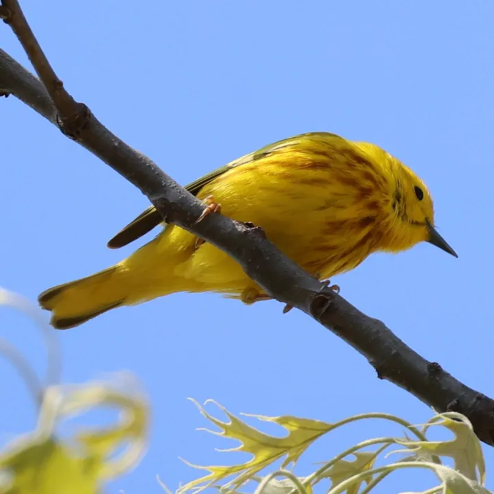 Yellow Warbler