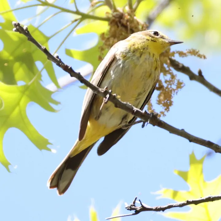 Palm Warbler