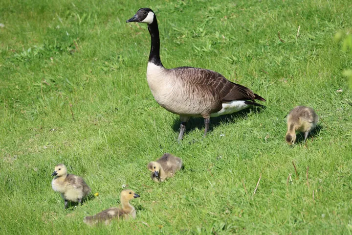 Canada Goose