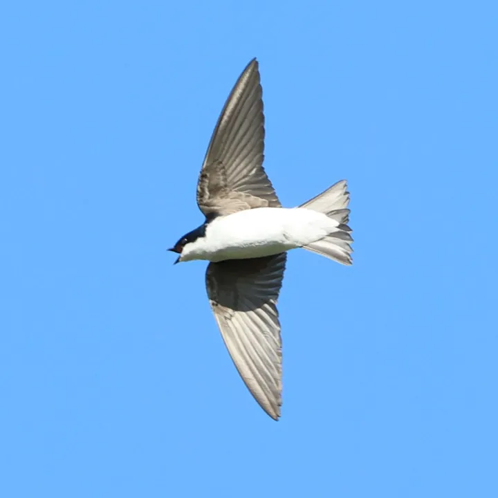 Tree Swallow