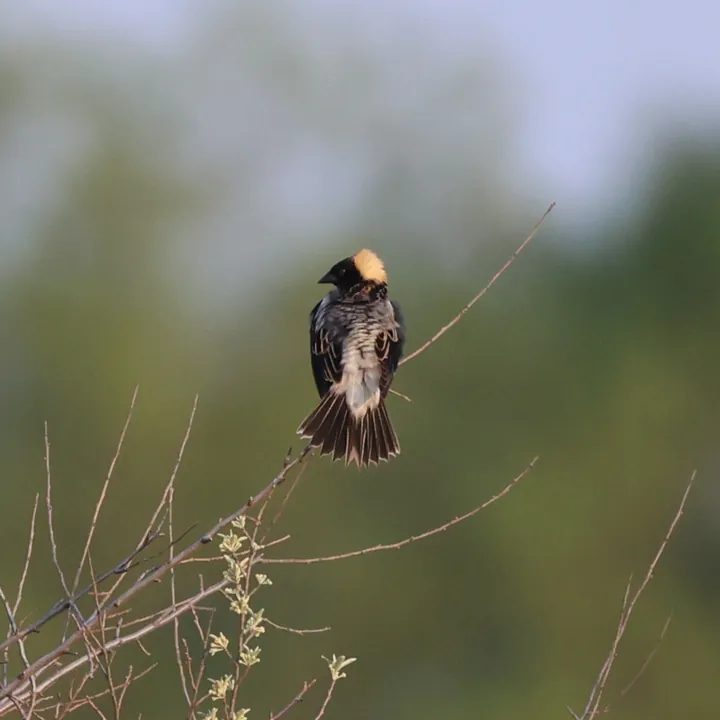 Bobolink