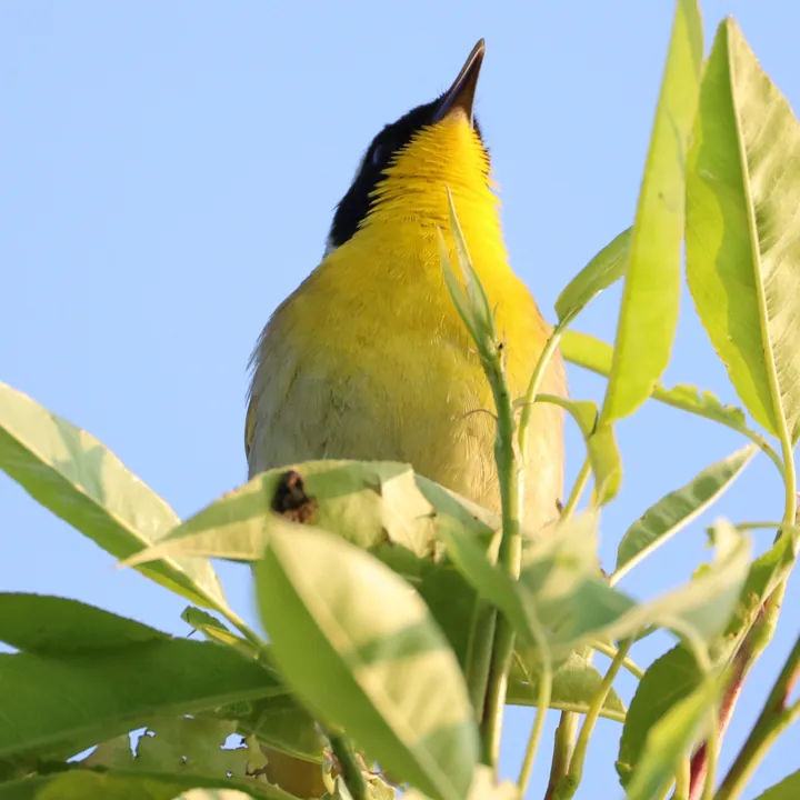 Common Yellowthroat