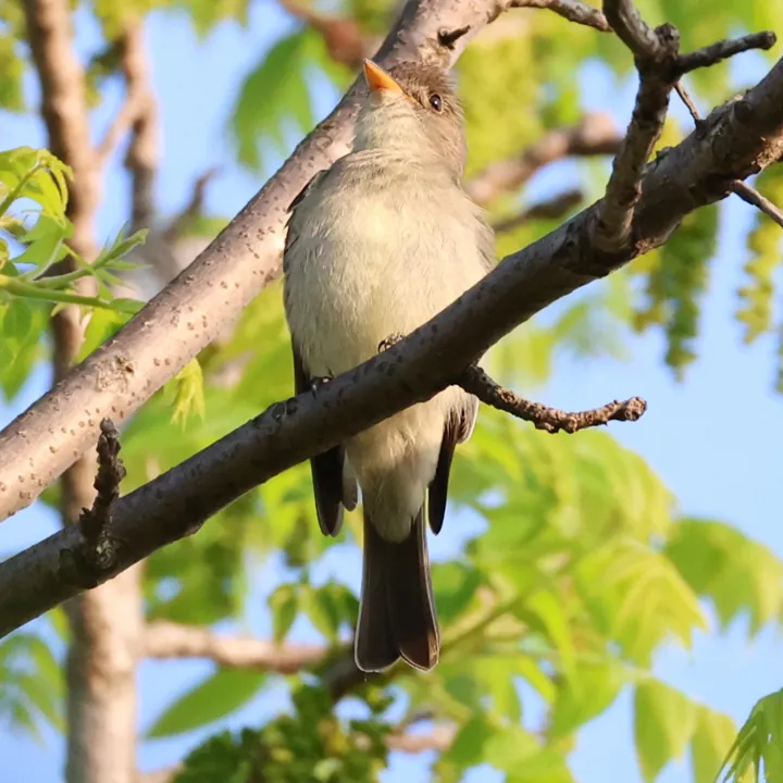 Eastern Wood-Pewee