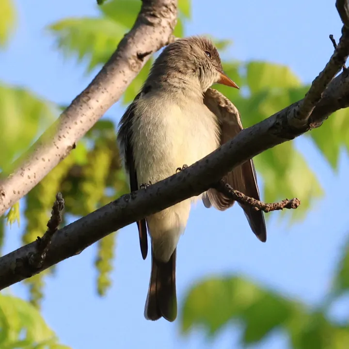 Eastern Wood-Pewee