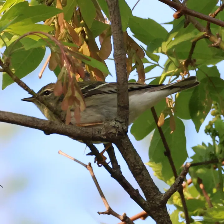 Blackpoll Warbler