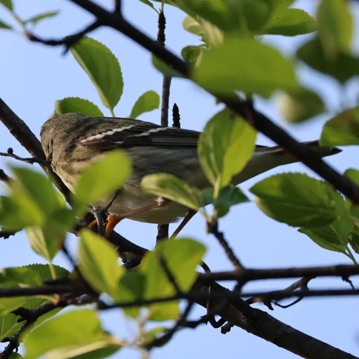 Blackpoll Warbler
