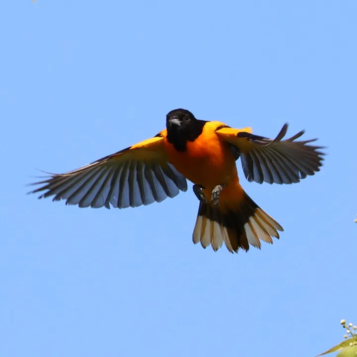 Baltimore Oriole