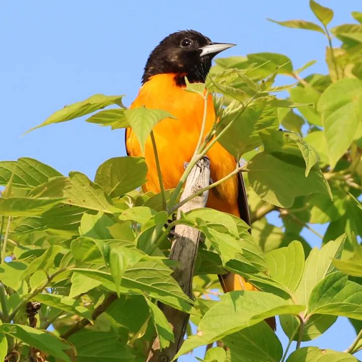 Baltimore Oriole