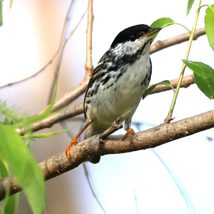 Blackpoll Warbler