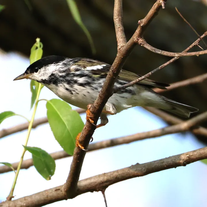 Blackpoll Warbler