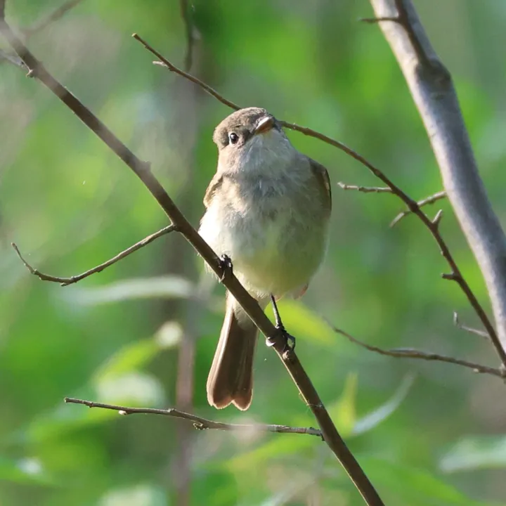 Least Flycatcher