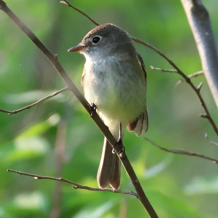Least Flycatcher