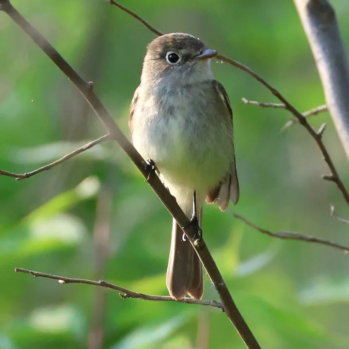 Least Flycatcher