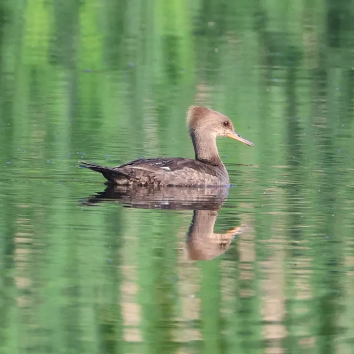 Hooded Merganser