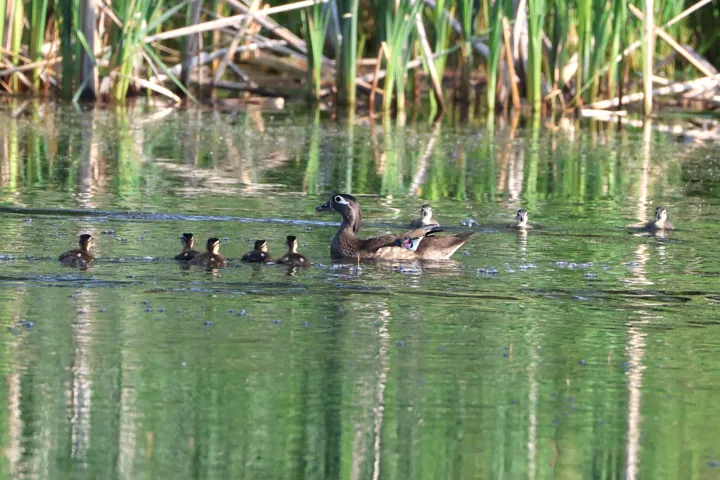 Wood Duck
