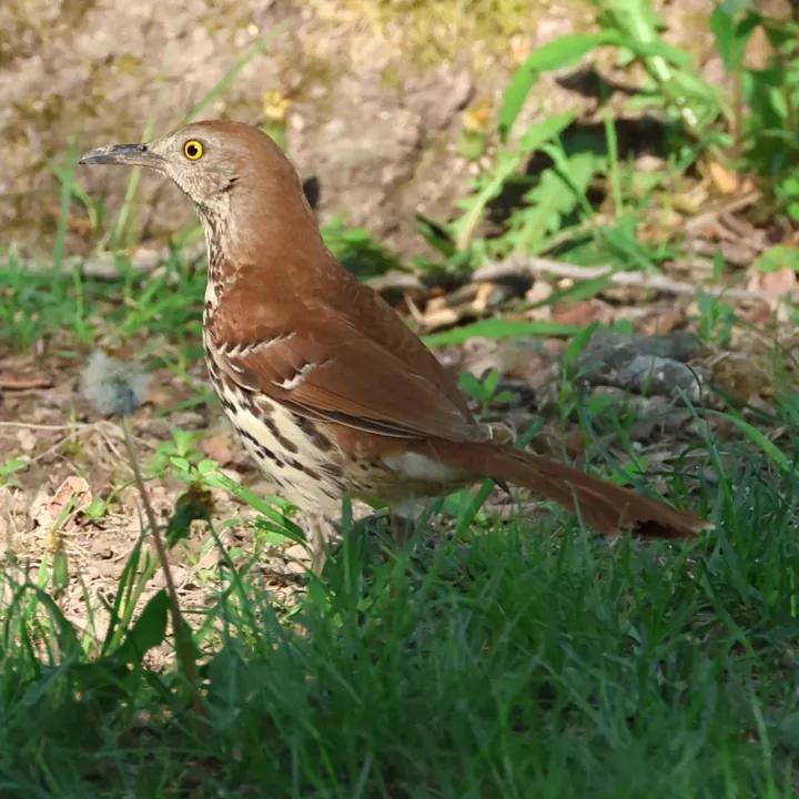 Brown Thrasher
