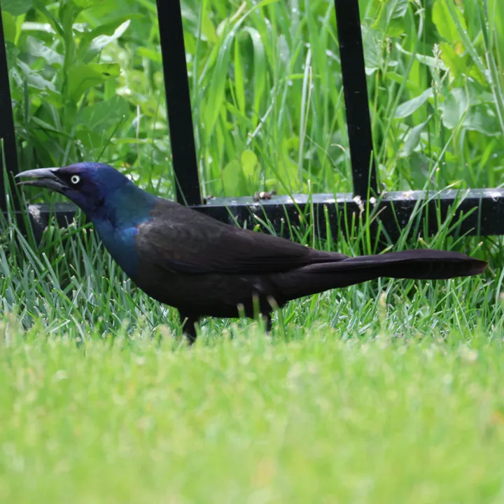 Common Grackle