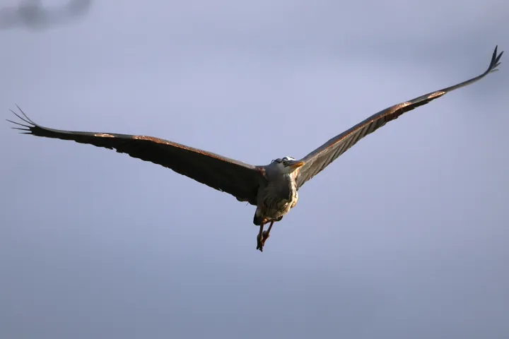 Great Blue Heron