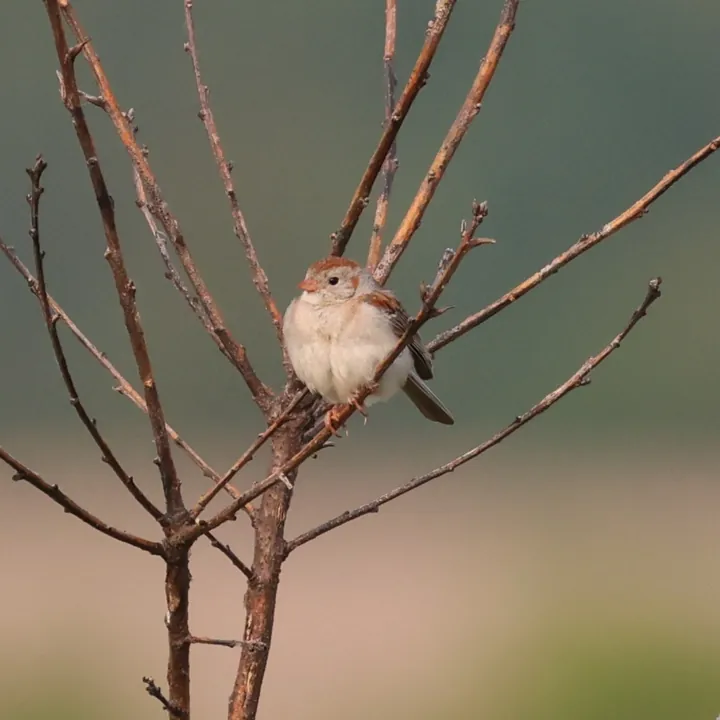 Field Sparrow