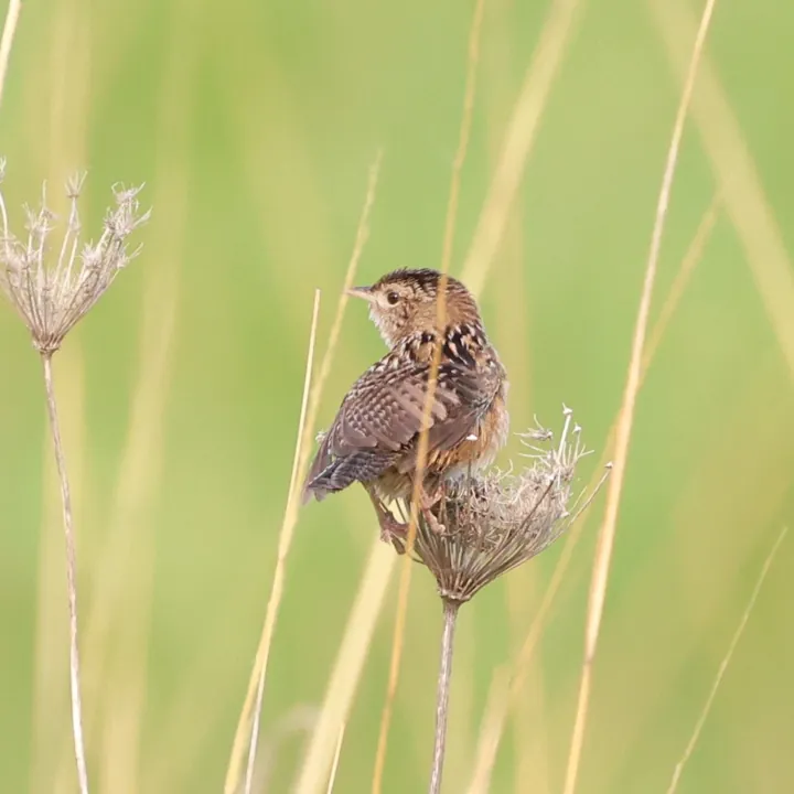 Sedge Wren