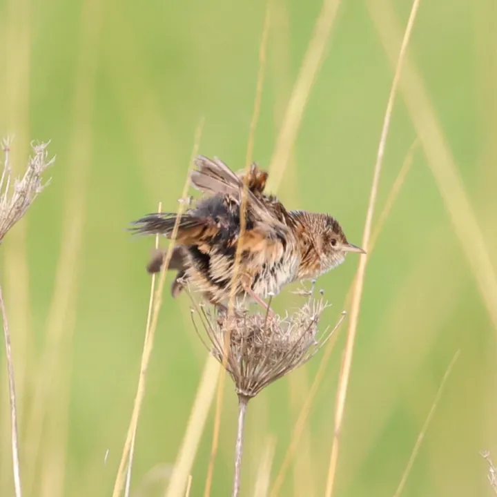 Sedge Wren