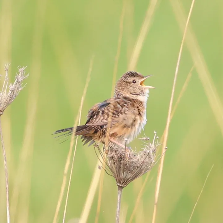 Sedge Wren