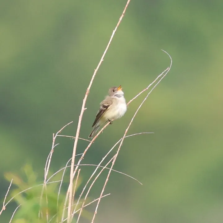Willow Flycatcher
