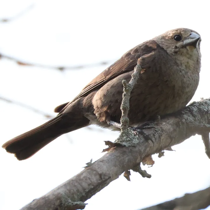 Brown-headed Cowbird