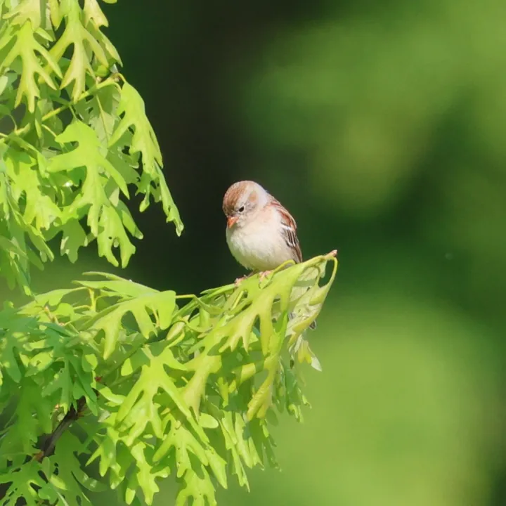 Field Sparrow