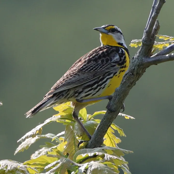 Eastern Meadowlark