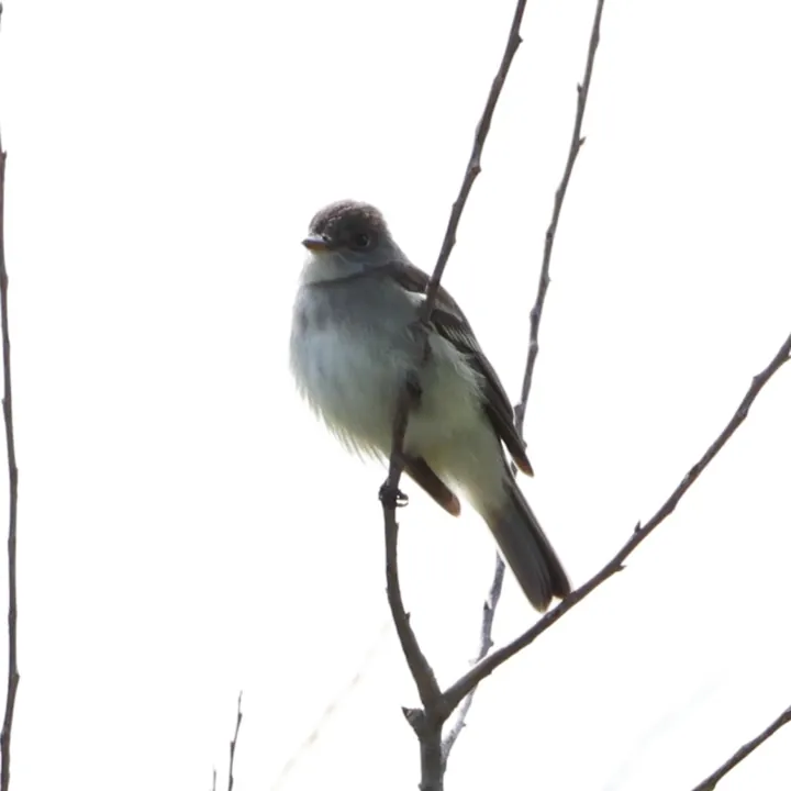 Willow Flycatcher