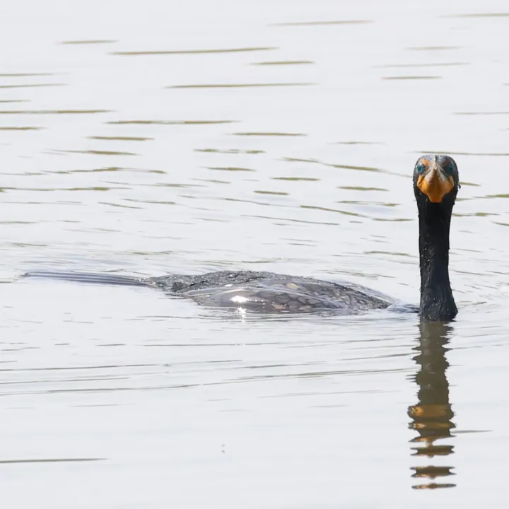 Double-crested Cormorant