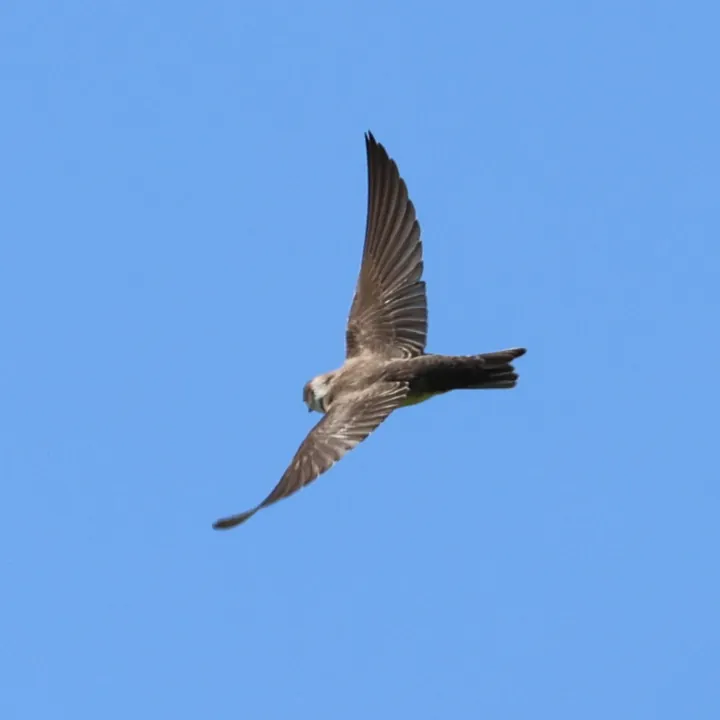 Bank Swallow