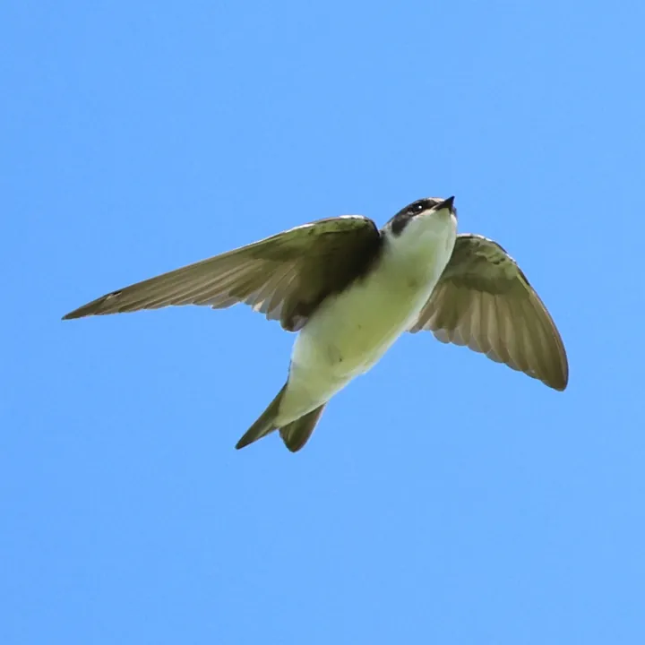 Tree Swallow