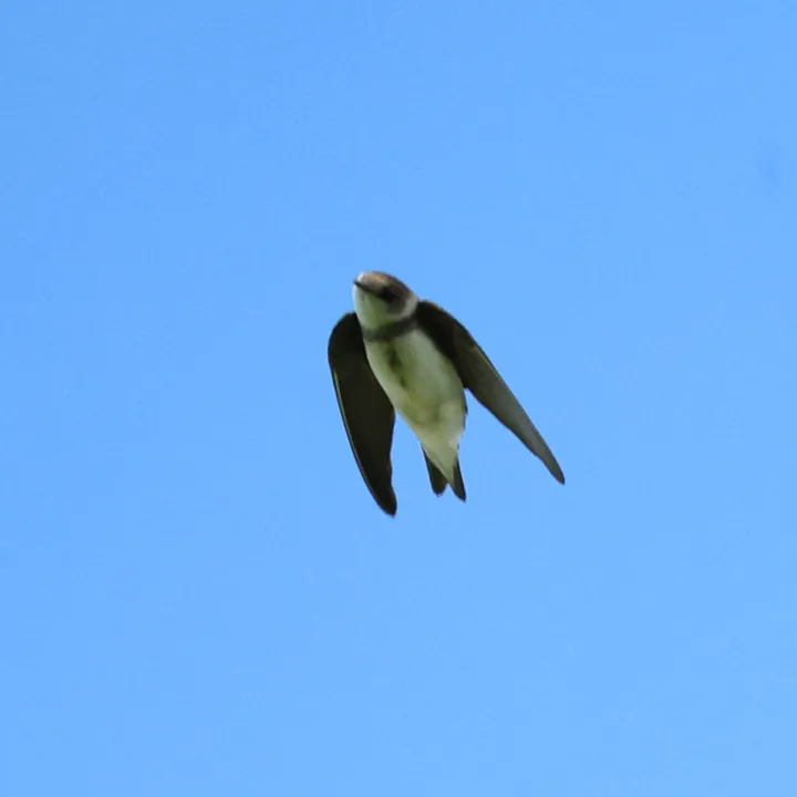 Bank Swallow