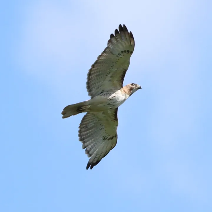 Red-tailed Hawk