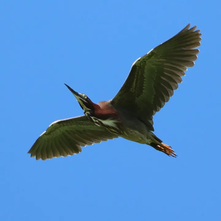 Green Heron